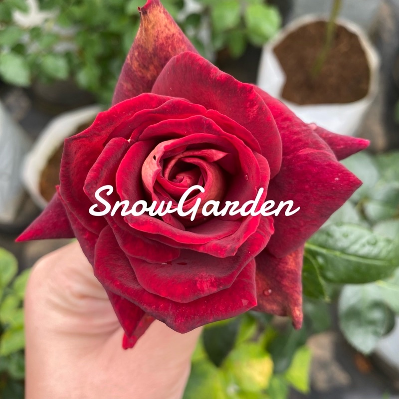 กุหลาบ Dark Night Rose สีแดงเข้ม กุหลาบดาร์คไนท์ ตัดดอก (ส่งติดดอก)