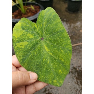 อโลคาเซียบอนเลมอนลาม 150-300 บาท colocasia lemon lime gecko