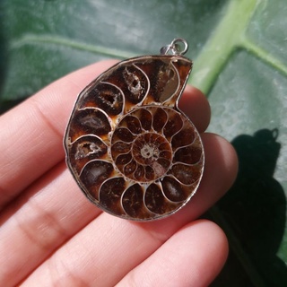 จี้ฟอสซิลแอมโมไนต์ Ammonite Fossil Pendant