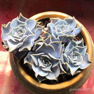 【Ready stock】Succulent ฉ่ำรวมกันกระถางป้องกันรังสีพืชสีเขียวดอกไม้ JOLL