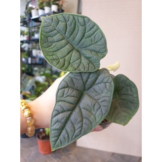 alocasia melo ฟอร์ม4-5ใบ