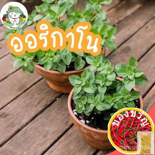 เมล็ดอวบอ้วน100%，ไทยในสต็อกพร้อมส่งเมล็ดพันธุ์ ออริกาโน Oregano 500 เมล็ด เมล็ดพันธุ์แท้ นำเข้าจากต่างประเทศ ปลูกผัก สวน