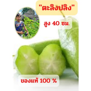 ต้นตะลิงปลิง 1 ต้น (ขนาดกลาง) ตะลิงปลิง สูง 40 ซม. ต้นพันธุ์พร้อมปลูก ต้นพันธุ์ตะลิงปลิง เปรี้ยวปรี๊ด สินค้าพร้อมส่ง