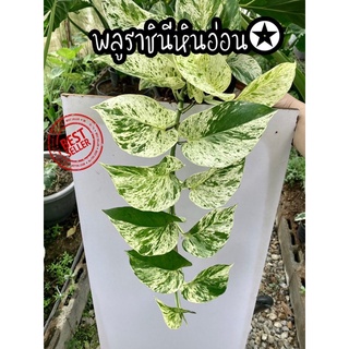 ⭐️ พลูราชินีหินอ่อน (Epipremnum aureum) ไม้ด่างราคาหลักสิบ ปลูกประดับบ้าน สวน เลื้อยตามชาย ความสวยหลักล้าน💯