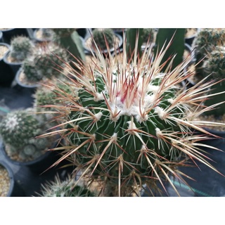 เมล็ดกระบองเพชร คลื่นสมอง Echinofossulo cactus 15 เมล็ด 35บาท