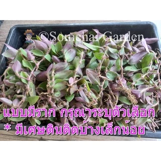 หญ้าไผ่น้ำสด ขายเป็นกิโล เกษตรอินทรีย์ (หญ้าไผ่น้ำล้างไต) รหัสร้าน iqsungfj *โปรดระวังร้านค้าลอกเลียนแบบ