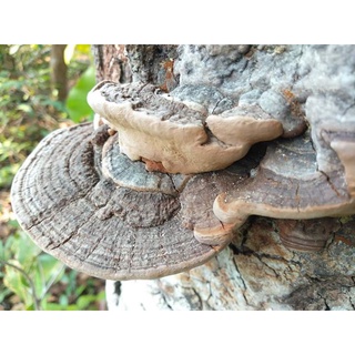 เห็ดกระถินพิมาน Phellinus( จากป่าธรรมชาติ)