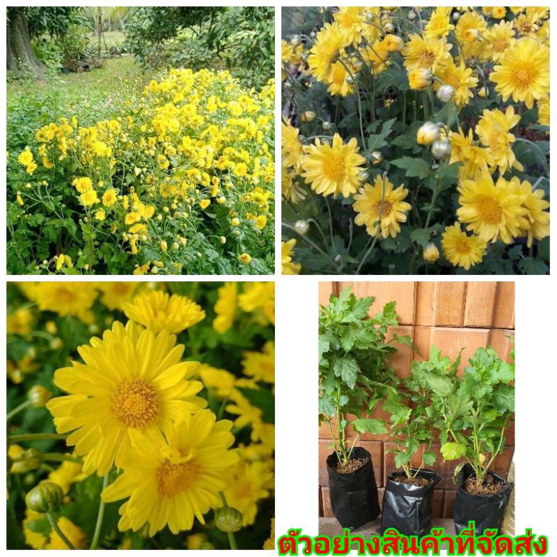 (3ต้น)  ต้น เก๊กฮวย ต้นเก๊กฮวย สีเหลือง สีขาว Chrysanthemum yellow White