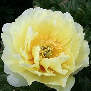 20 เมล็ด เมล็ดโบตั๋น ดอกโบตั๋น ดอกพีโอนี (Peony) สีเหลือง Yellow Peony