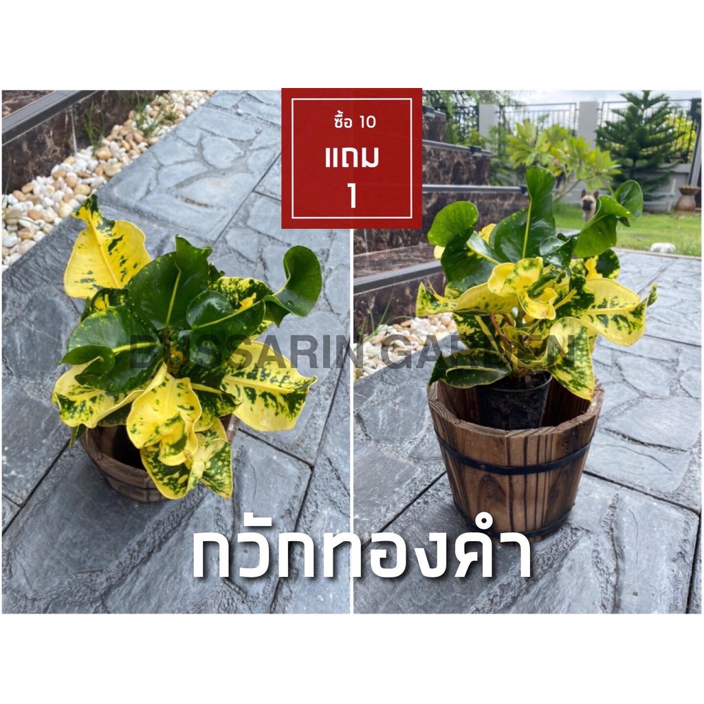 ต้นโกสนพันธุ์ กวักทองคำ ไซส์เล็ก กระถาง 5" สูง 15-20 เซนติเมตร ซื้อ 10 แถม 1 (จัดส่งแบบถอดกระถาง+รับประกันสินค้า)