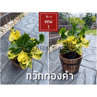 ต้นโกสนพันธุ์ กวักทองคำ ไซส์เล็ก กระถาง 5" สูง 15-20 เซนติเมตร ซื้อ 10 แถม 1  (จัดส่งแบบถอดกระถาง+รับประกันสินค้า)