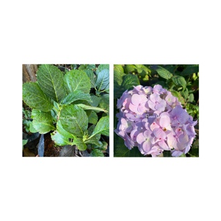 ต้นไฮเดรนเยีย Hydrangea พันธุ์เบา โทนสีฟ้า ม่วง ชมพู ออกดอกทั้งปี แบบถุงพร้อมส่ง