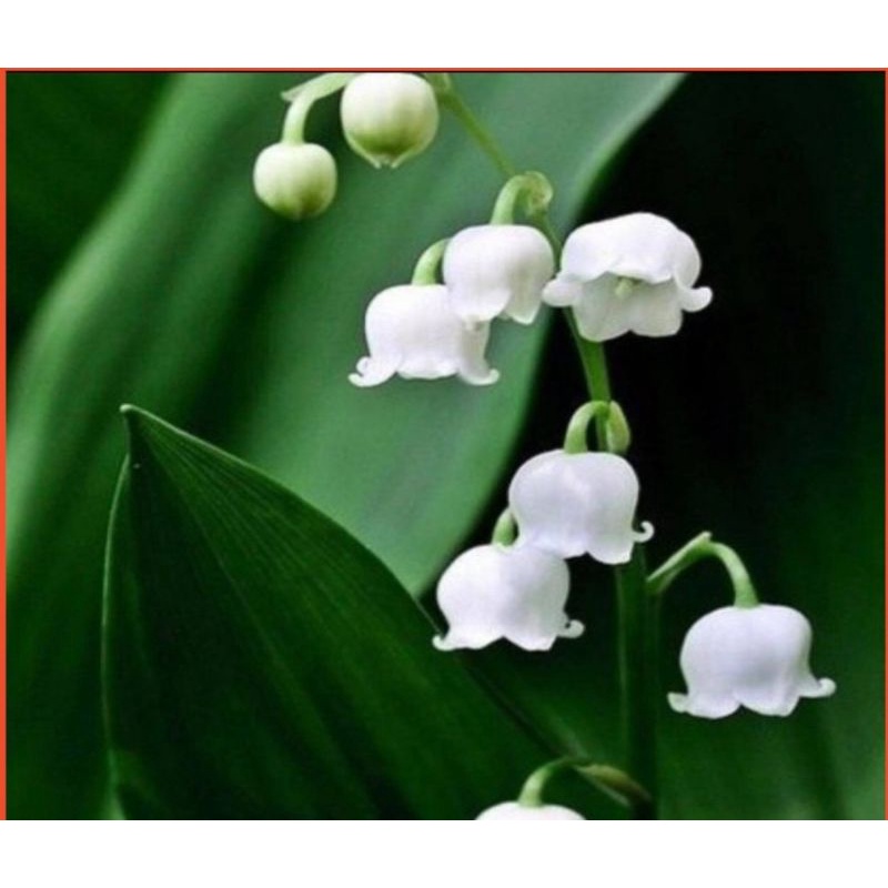 เมล็ดพันธุ์ ระฆังแก้ว หรือ ลินลี่แห่งขุนเขา หรือ ทิงเกอร์เบล (Lily of the Valley)