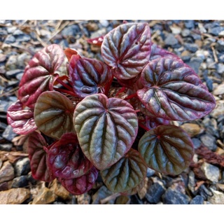 เปปเปอร์โรเมียหน้าย่น Peperomia caperata ‘Red luna’