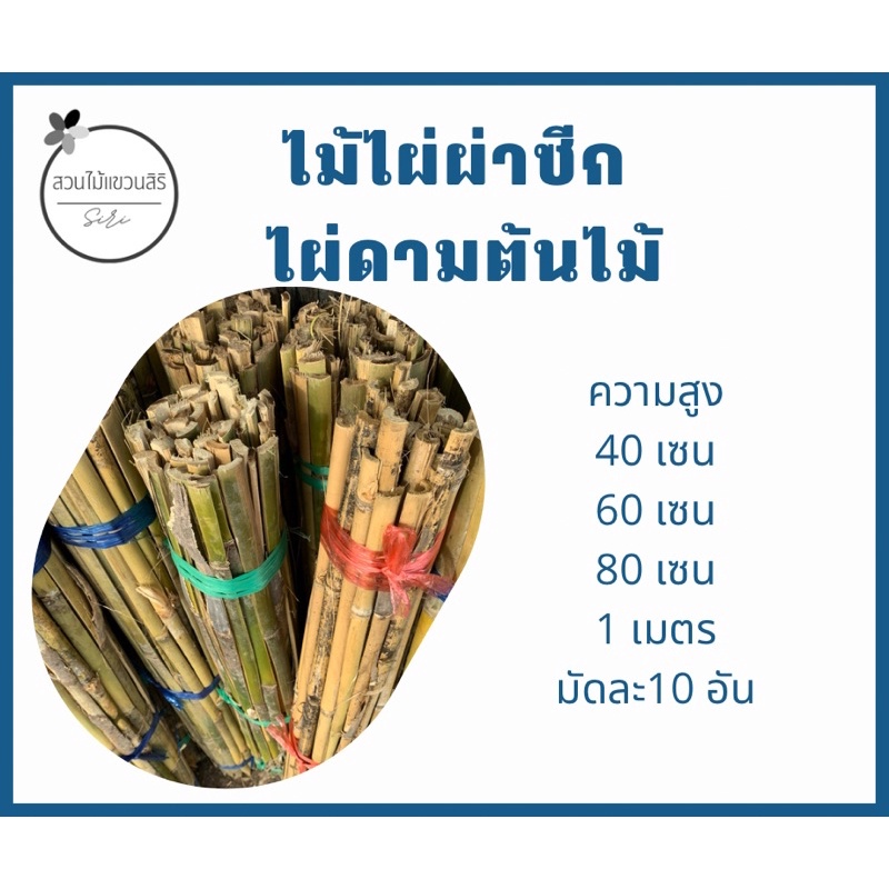 ไผ่ดามต้นไม้(❌กรุณาไม่สั่งร่วมสินค้าอื่น) ไม้ไผ่ เสาดามต้นไม้ แบ่งขาย มัดละ10 อัน เสาไม้ค้ำ ไม้ไผ่ผ่าซีก อุปกรณ์แต่งสวน