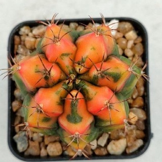 Cake Cactus Farm กระบองเพชร Gymnocalycium mihanovichii variegated  carnelian  ยิมโนด่าง คาร์นิเลี่ยน