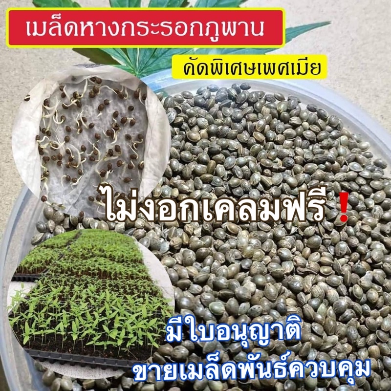 เมล็ดกัญชา