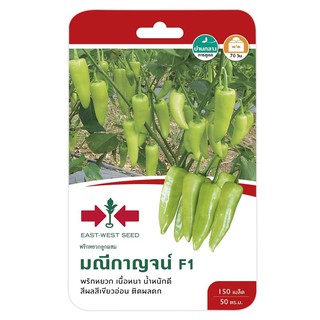 REEN PEPPER SEED EAST-WEST SEED MANEEKAN F1 พริกหยวก F1 มณีกาญจน์ เมล็ดพันธุ์ ปุ๋ยและเมล็ดพันธุ์ สวนและอุปกรณ์ตกแต่ง REE