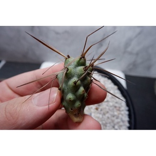 กระบองเพชร ต้นกระบองเพชร  หน่อ Tephrocactus​ aoracanthus​ ขนาด 3 cm