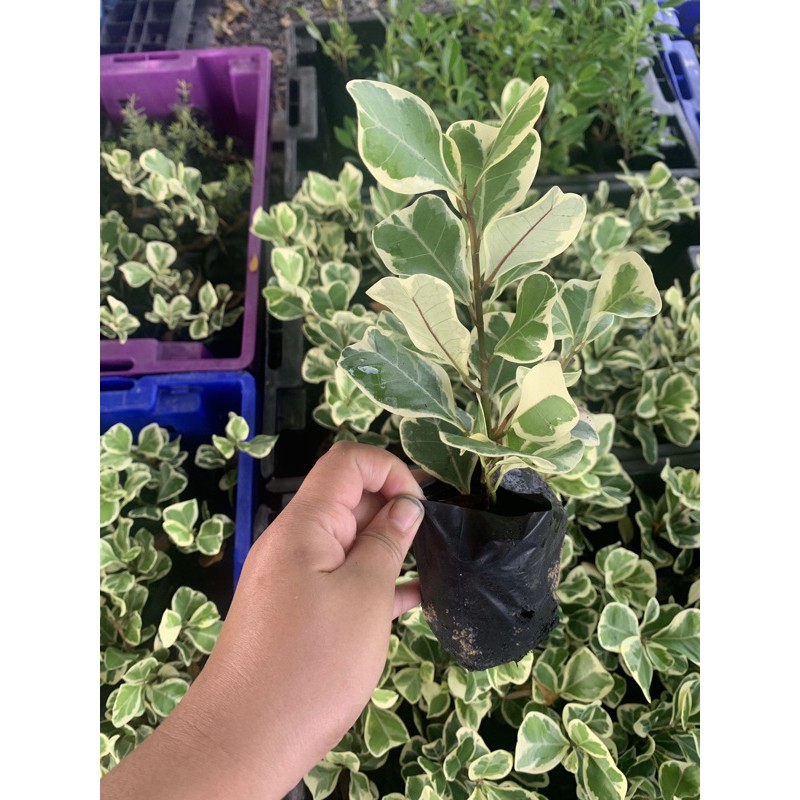 ไทรหัวใจด่าง ขั้นต่ำ 10 ต้น ต้นสาริกา สาริกาด่าง 15-20 ซม (อ่านรายละเอียดข้างล่างก่อนสั่งซื้อ)