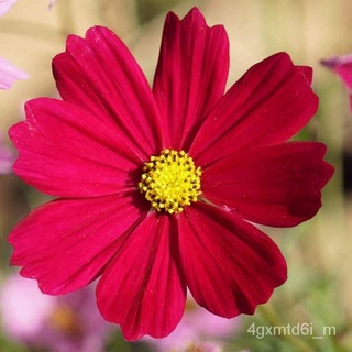 (ผู้ค้าส่งเมล็ดพันธุ์) ดาวกระจายแดง ถูกที่สุด 9 บ. Red Cosmos  สวย แปลก หายาก งอกไว ดอกดกสมุนไพรถูกที่สุด!!!เมล็ดพันธุ์แ