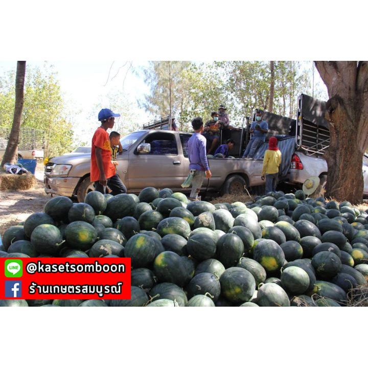 แตงโมกินรี188, 101, C-28, C-29, เอ็กตร้า 40 ก. เมล็ดพันธุ์ตราตะวันต้นกล้า  เแตงโม ลูกใหญ่ ราคา ถูกที่สุด ดีลบีเคเค แกลเลอรีภาพที่ 8