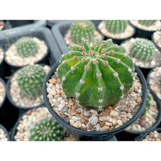 🌵💥แอคชินอปด่าง💥🌵 Echinopsis variegated ไม้ชำหน่อ ขนาด 4-5 ซม. ต้นกระบองเพชร ต้นแคคตัส (แคคตัส กระบองเพชร)