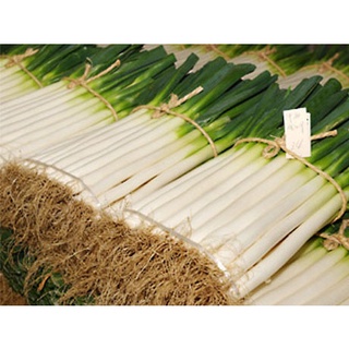 ต้นหอมญี่ปุ่น - Tokyo Long White Bunching Onionบรรจุซองละ   150เมล็ด   50 บาท