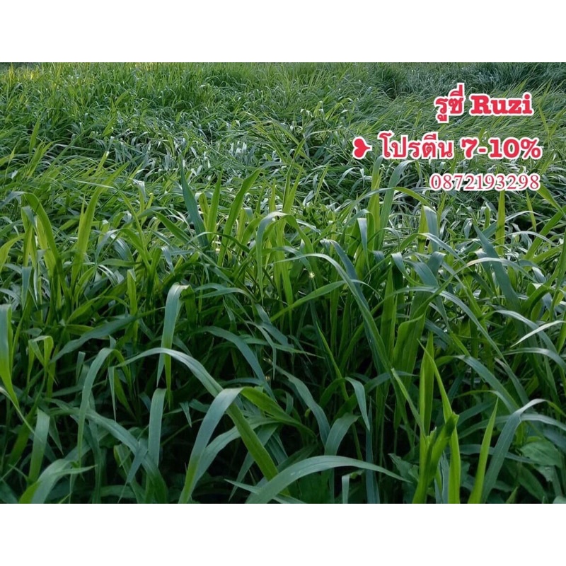 รูซี่  10 กก. รับประกันการงอก