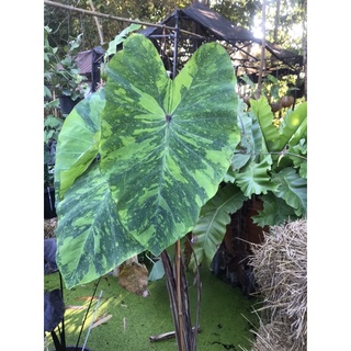 Colocasia lemon lime gecko  #โคโลคาเซียเลมอนไลม์  #บอนเลม่อน ชอบแดดเลี้ยงง่าย ด่างสวยราคาไม่แรง