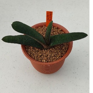 Cake Cactus Farm ไม้อวบน้ำ กระบองเพชร Gasteria batesiana  Black Beauty  แกสทีเรีย แบล็คบิวตี้