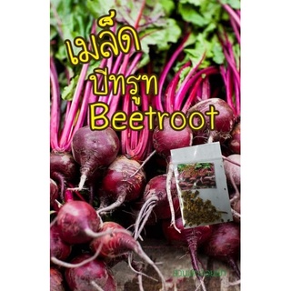 เมล็ดบีทรูท  Beetroot 20 เมล็ด 10บาท เมล็ดนำเข้า  พันธุ์แท้ 100%