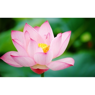 เมล็ดบัวดอกสีชมพู Lotus Blossom ดอกใหญ่ ของแท้ 100% Lotus Waterlily