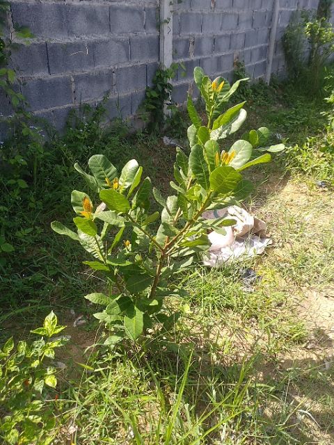 ต้นมะม่วงหิมพานต์ สูง70 - 90 ซม. - รูปที่ 2