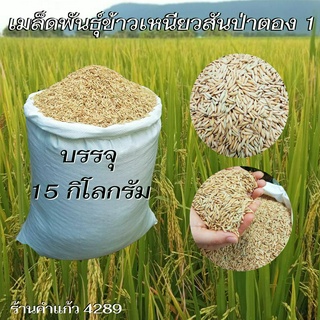 เมล็ดพันธุ์ข้าวเหนียวสันป่าตอง 1 พันธุ์ข้าวเหนียวอย่างดี คัดพิเศษ ปลูกได้ทั้งนาปีและนาปรัง (บรรจุ 15 กิโลกรัม)