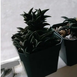 🖤Haworthia Nigra 50เมล็ด