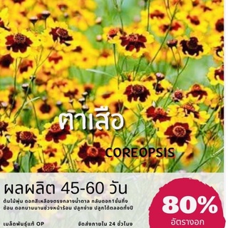 เมล็ดพันธุ์ ดอกตาเสือ 1000 เมล็ด ตาเสือ Coreopsis ✅ราคาถูก🪴ปลูกง่าย ดอกสวยมาก🔥ซื้อ10แถม1 คละได้🔥