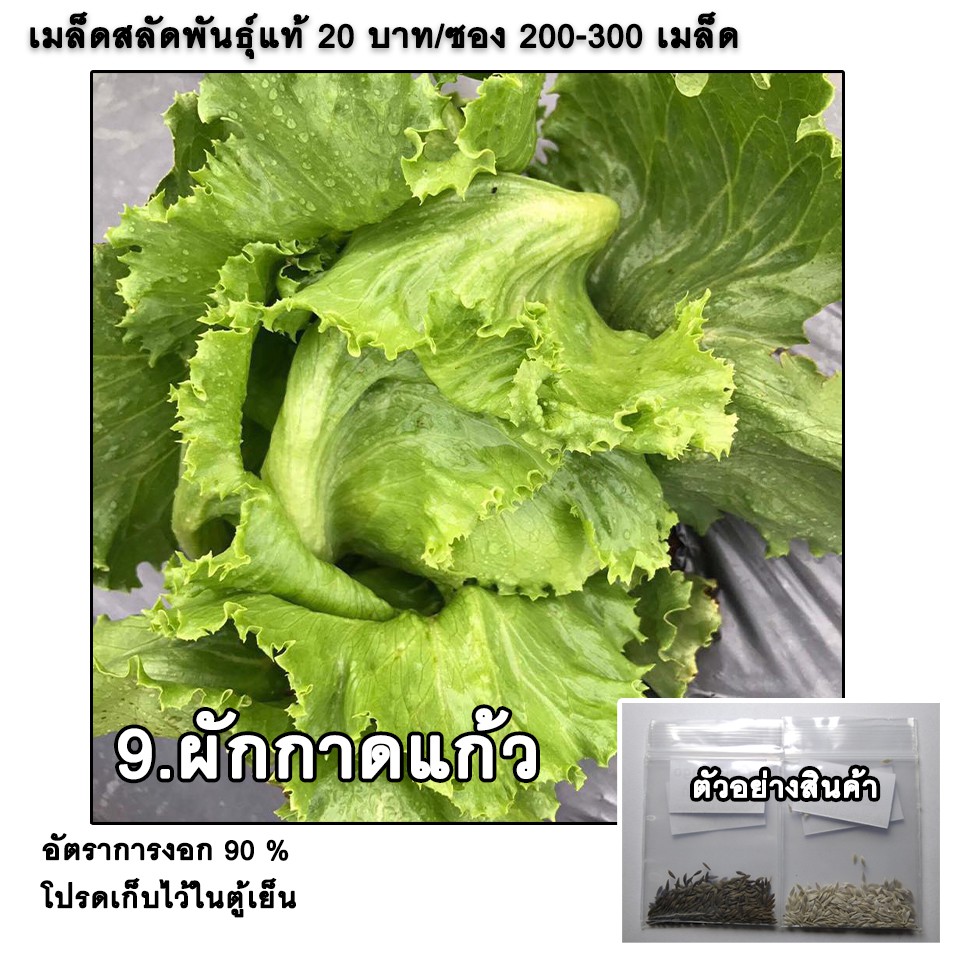 เมล็ดผักสลัด ผักกาดแก้ว หอมห่อ ถูกสุด 200-300 เมล็ด มีคู่มือ