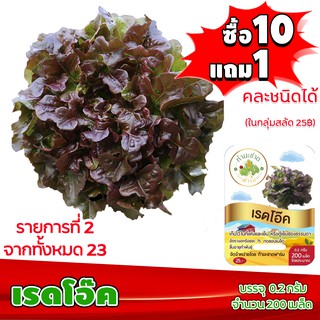 [ซื้อ10แถม1 + ฟรีคู่มือ] เมล็ดพันธุ์ เรดโอ๊ค RED OAK (0.2 กรัม 200 เมล็ด) ทำมะชาดฟาร์ม  ผักสลัด เมล็ดพันธุ์สลัด