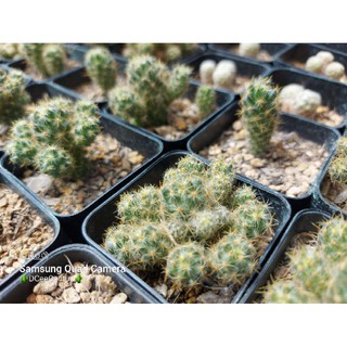 Mammillaria prolifera แมมเม็ดพริก