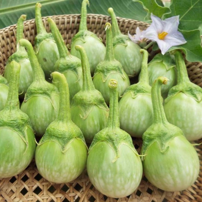 มะเขือเปราะ📌ถูกที่สุด10 บ.📌เมล็ดมะเขือเปราะเจ้าพระยา 20 เม็ด ☘️ปลูกง่าย🌱ขึ้นไว👉ผลดก🌱ดูเเลง่าย