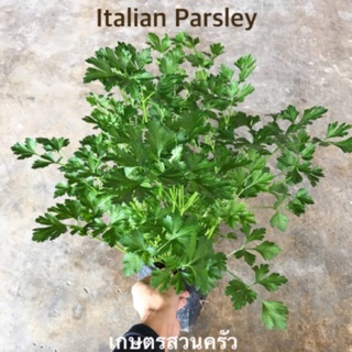 อิตาเลียนพาสเลย์ (ใบเรียบ) Italian Parsley ขนาดถุง 4*8นิ้ว/จัดส่งขั้นต่ำ2ต้น คละสินค้าได้