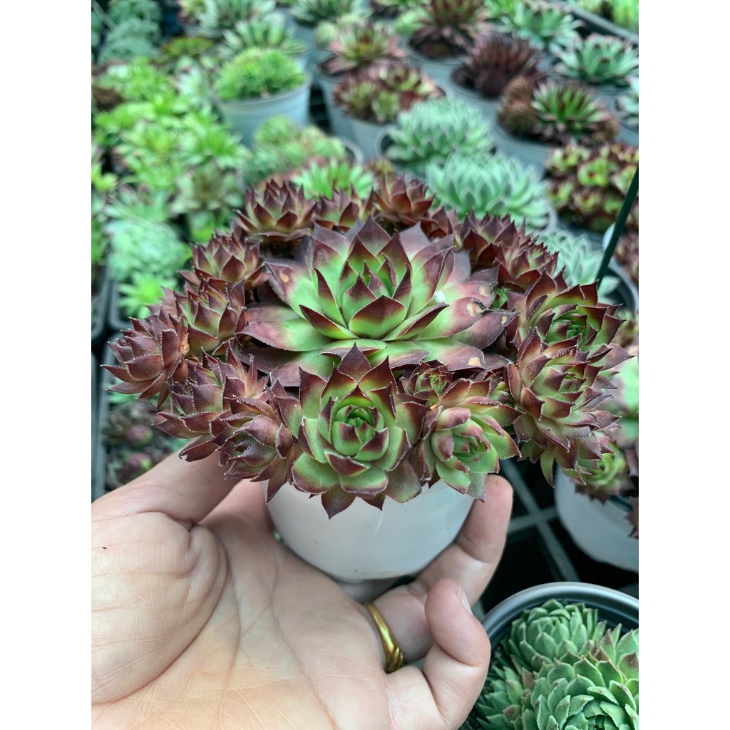 แคสตัส  แม่ไก่ลูกดก Sempervivum Braunii ( Hen and Chicks แม่ไก่ลูกดก ) ไม้อวบน้ำ กุหลาบหิน cactus&su