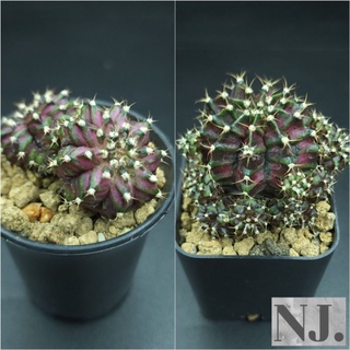 ยิมโนT-rex , T-rex X LB (Gymnocalycium) ไม้เมล็ด ฟอร์มสวย