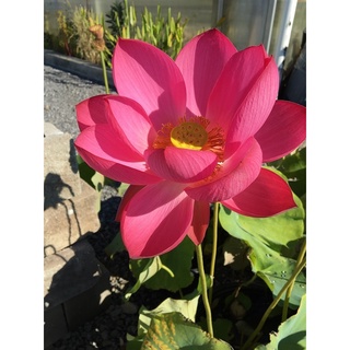 7 เมล็ด เมล็ดบัว สีชมพูบานเย็น ดอกใหญ่ สายพันธุ์เมล็ดบัว ดอกบัว Lotus seeds.