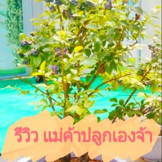 หมดแล้วค่ะ ห้ามกดสั่ง เมล็ดพันธุ์บูลเบอร์รี่แบบ บอนไซ🍇