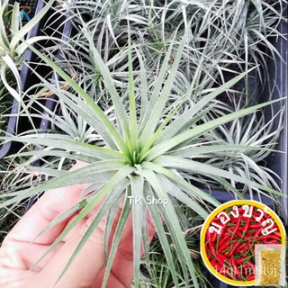 Air plant Tillandsia Ionantha Rubra香菜/园艺/向日葵/花园/母婴/上衣/裙子/生菜/帽子/seeds/ 1GIU