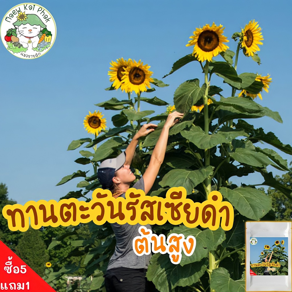 เมล็ดพันธุ์ ทานตะวัน รัสเซียดำ (ต้นสูง) Black Russian Sunflower 12 เมล็ด เมล็ดพันธุ์แท้ นำเข้าจากต่างประเทศ ทานตะวัน ถูก