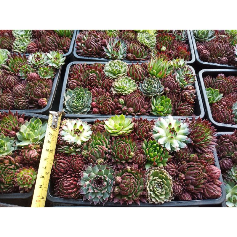 (ใส่โค้ดMAID317 ลดเพิ่ม 15%)sempervivum mixed ซิมเพอร์คละแบบ