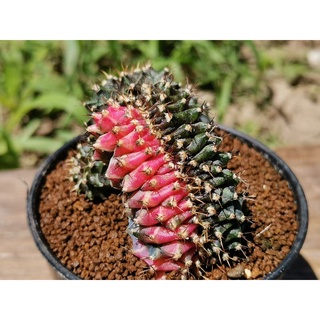 gymno calicium ​cristata​ ไม้เมล็ด ยิมโนด่างคริส ยิมโนคริสด่าง ยิมโนด่างคริสตาต้า  Cactus แคคตัส กระบองเพชร ไม้อวบน้ำ